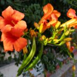 Flora